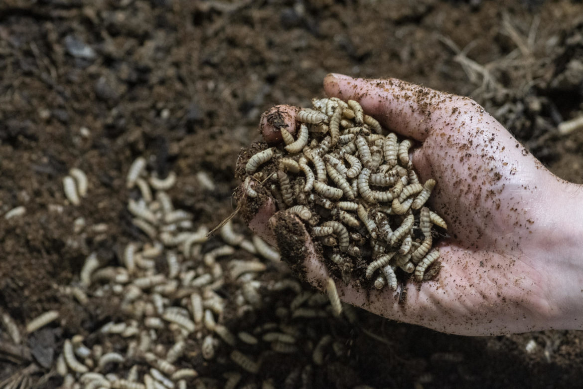Larvas de mosca, alternativa sostenible de Costa Rica para alimentación animal