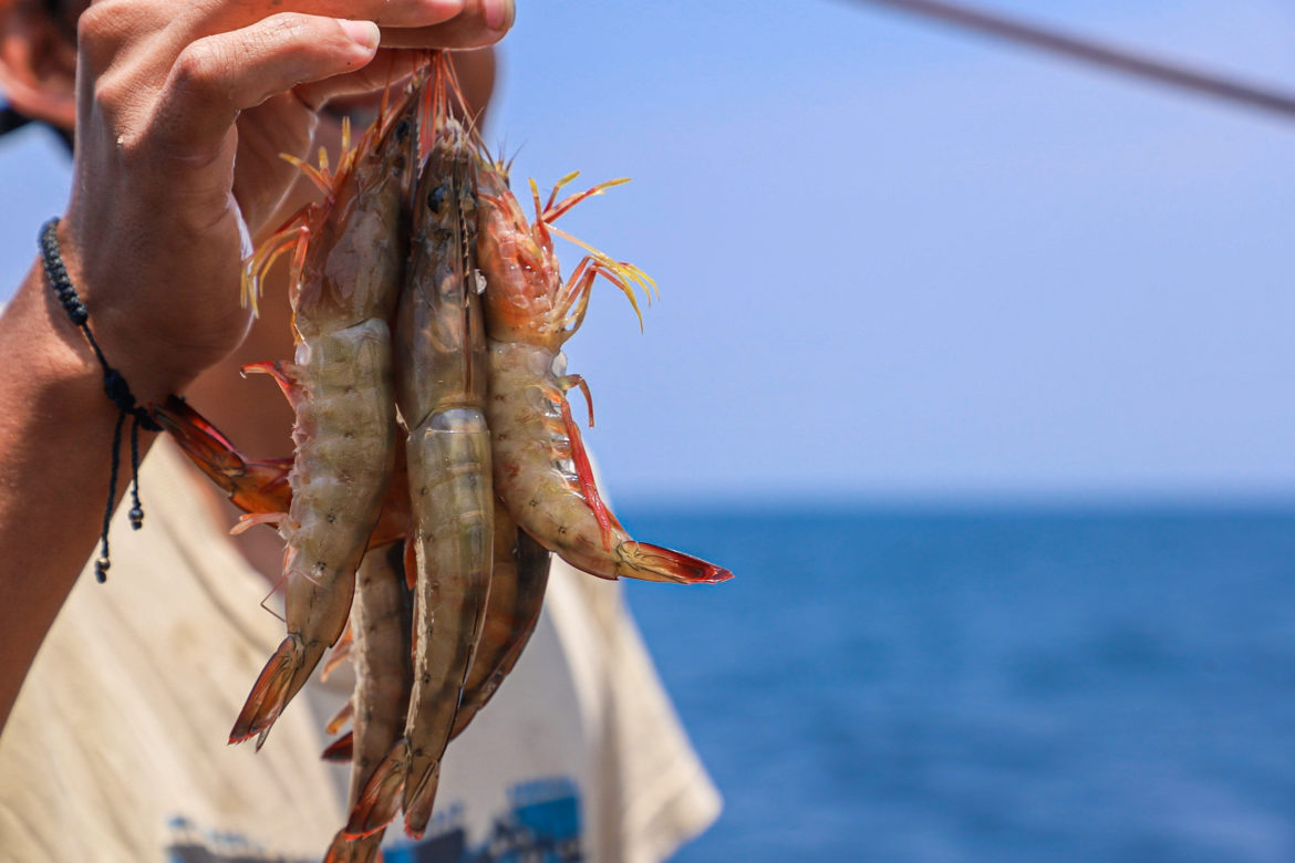 Hoy, finaliza la veda de camarón marino