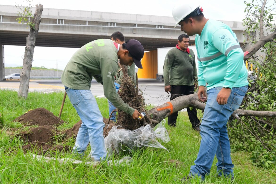 El MOP sembrará medio millón de árboles como parte del proyecto en carretera Los Chorros