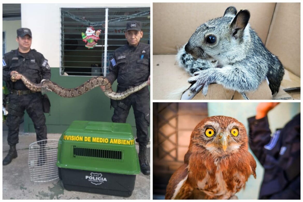 PNC rescata y libera en su hábitat a especies de animales en diferentes puntos del país