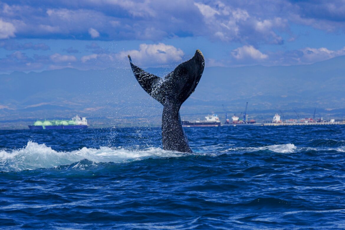 Más ballenas siguen llegando al área protegida de Los Cóbanos