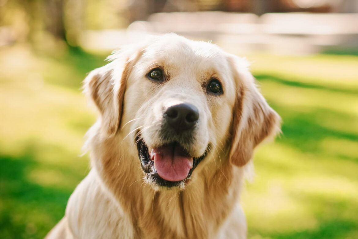 Cómo proteger a nuestras mascotas en las celebraciones de Año Nuevo