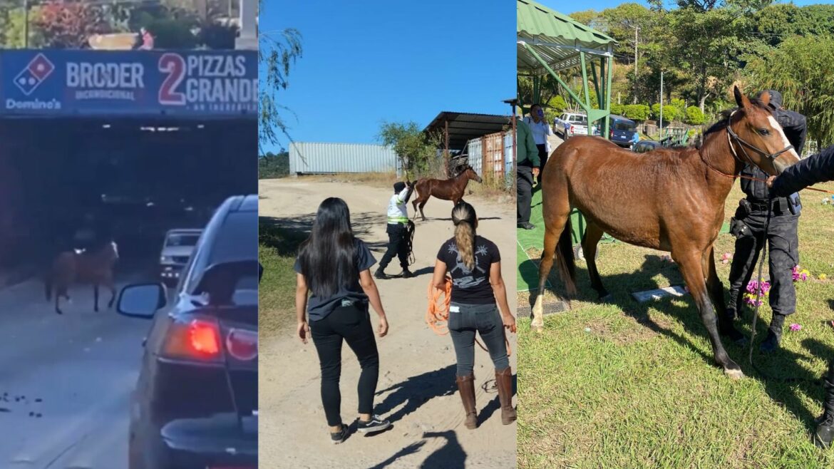 La PNC investigará a quien pertenece el caballo que estuvo suelto en la Roosevelt