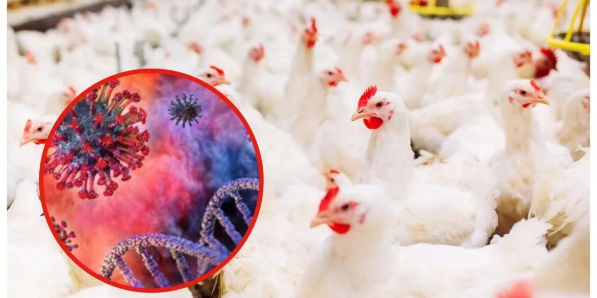 Un niño de tres años del sureste de Camboya, ha sido confirmado con influenza aviar H5N1