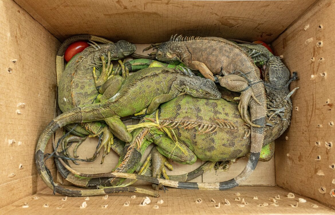 MARN brinda atención veterinaria a reptiles decomisados