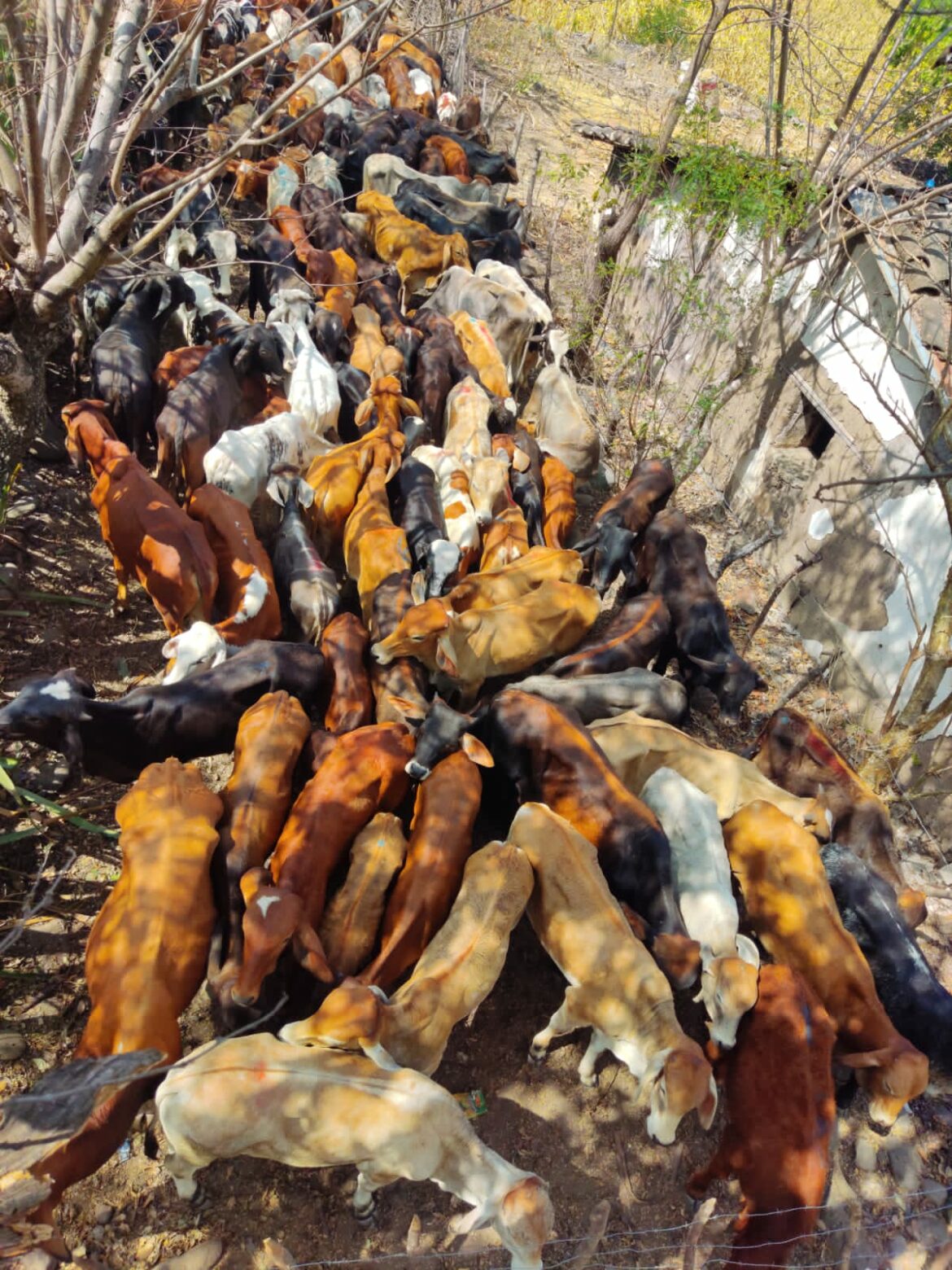 Decomisan 21 cabezas de ganado que eran llevadas de contrabando hacia Guatemala