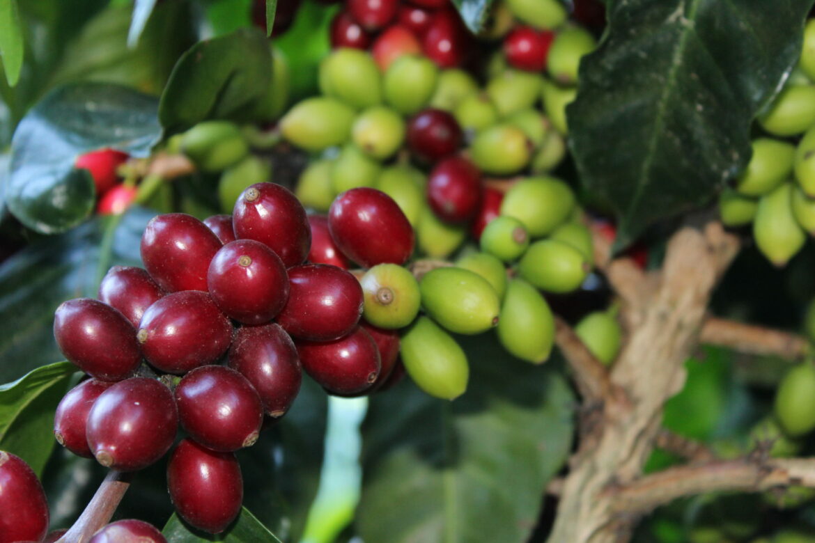 La Asamblea declara el 23 de marzo Día Nacional del Café Pacamara