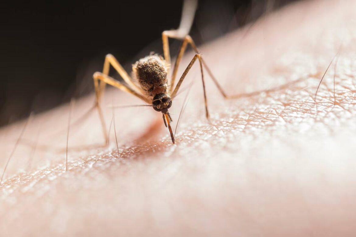¿Hay personas que son dulces para las picaduras de mosquitos?