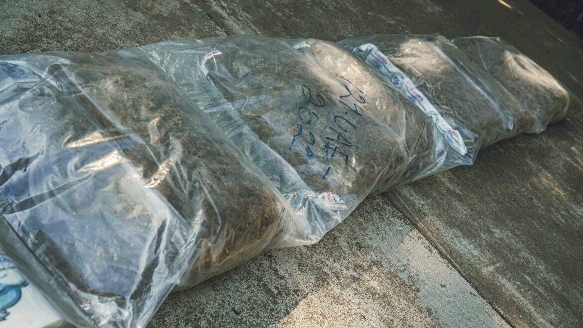 Destruirán marihuana y cocaína valorada en $56,431