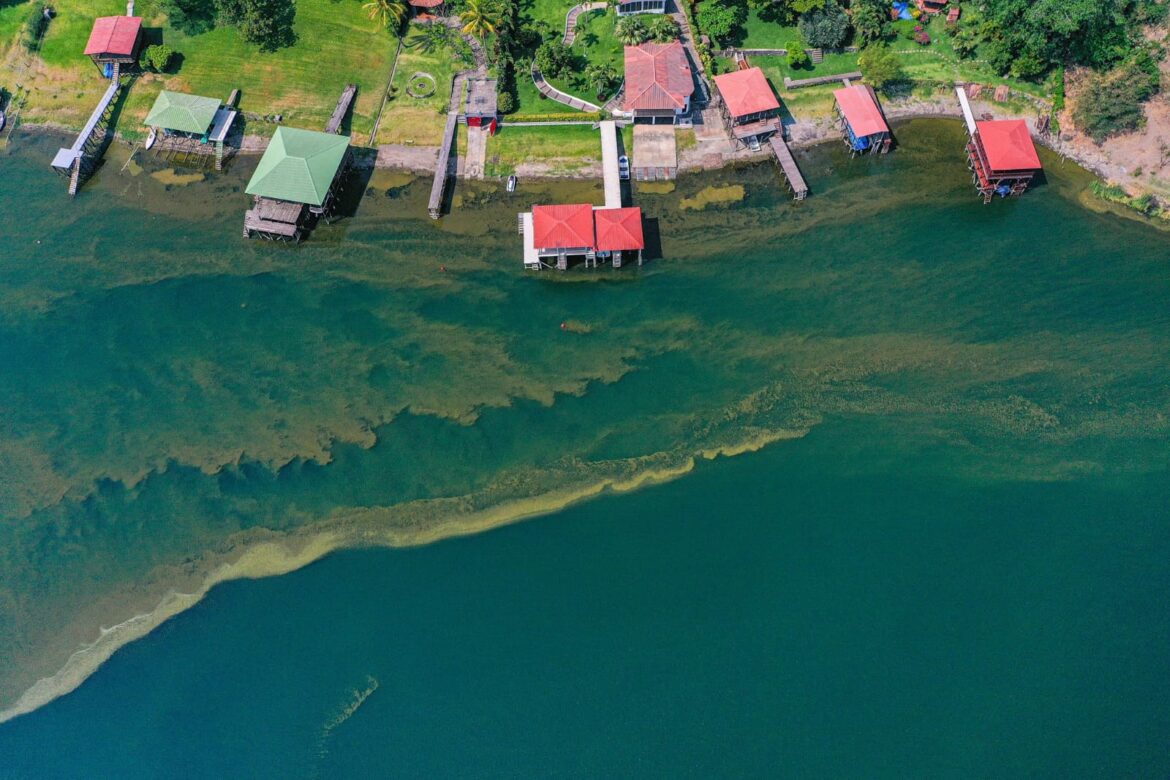 Extraen cianobacterias en descomposición del lago de Coatepeque