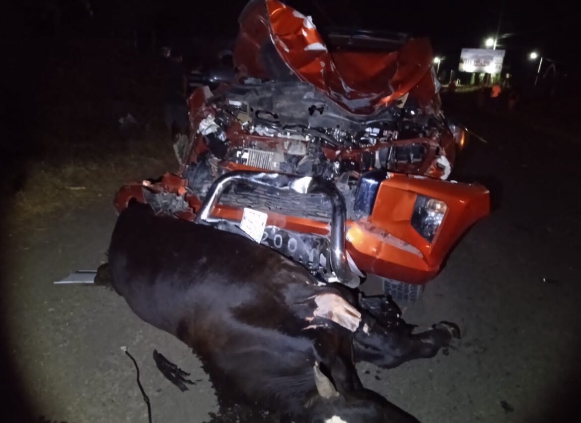 Un pick up impactó con cuatro vacas en Conchagua, La Unión