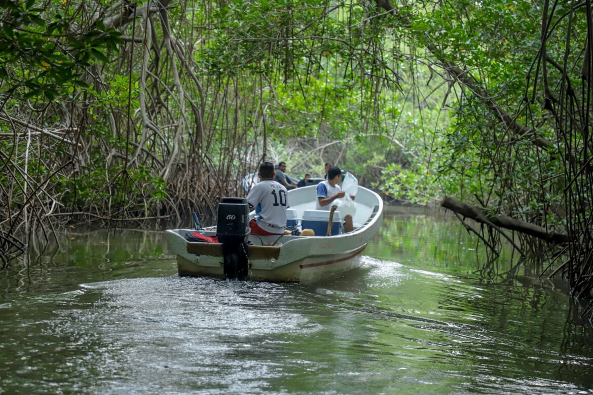 Liberan un millón de poslarvas de camarón en el estero Jaltepeque