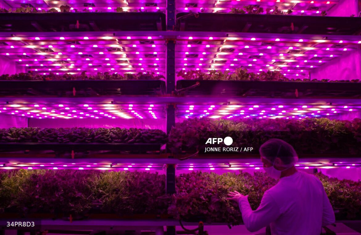 «Cosechas de datos»: start-ups latinoamericanas transforman el negocio agrícola