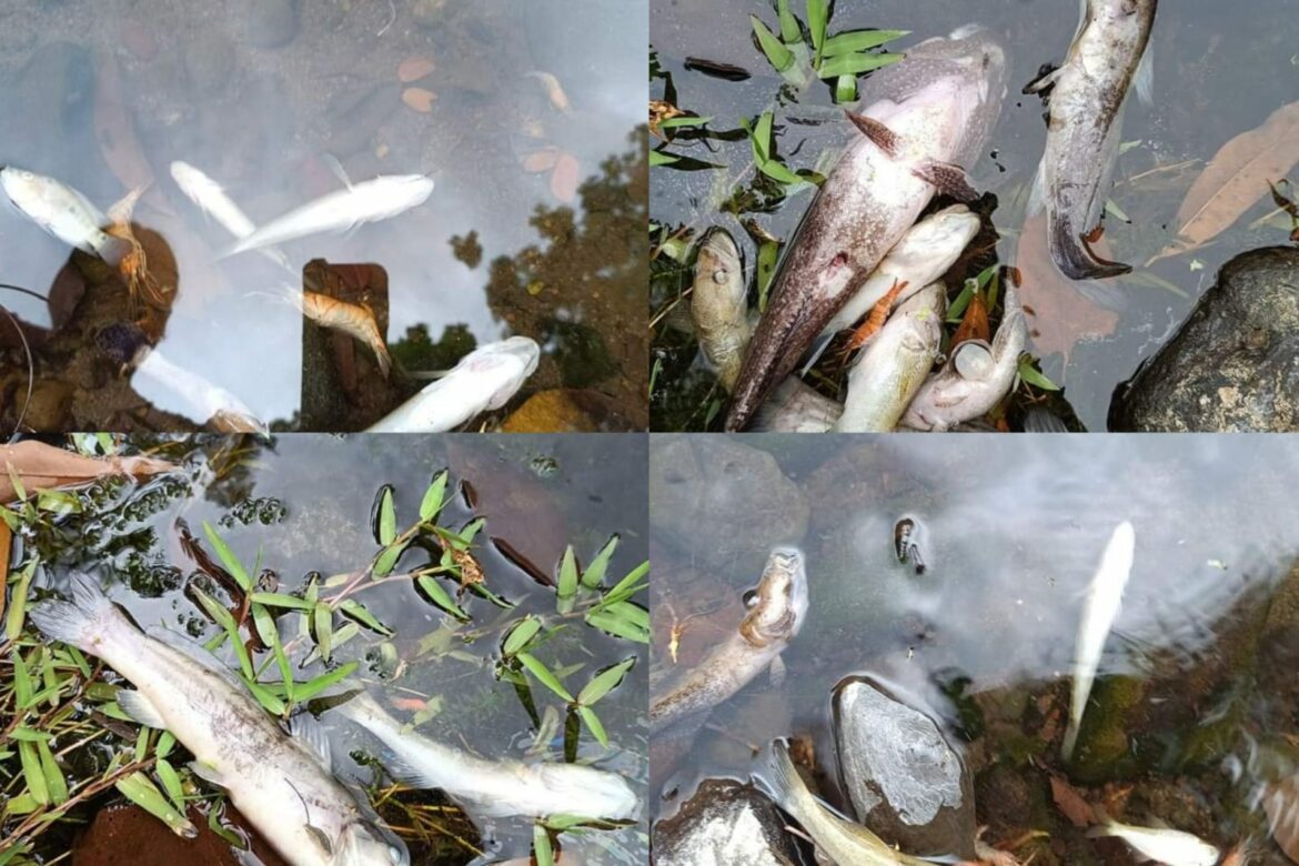 Insecticidas habrían causado muerte de camarones y peces en ríos Lempa y Bravo