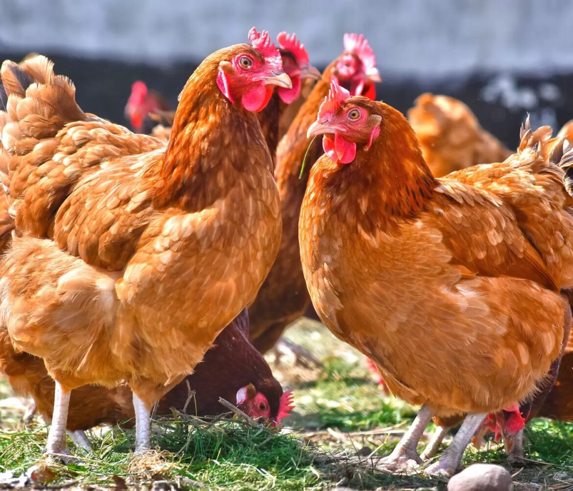 Las gallinas se sonrojan según sus emociones, apunta un estudio