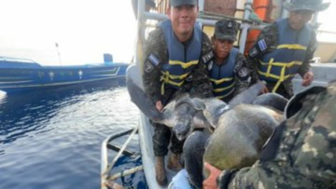 Fuerza Armada libera a tortugas marinas que quedaron atrapadas en redes pesqueras
