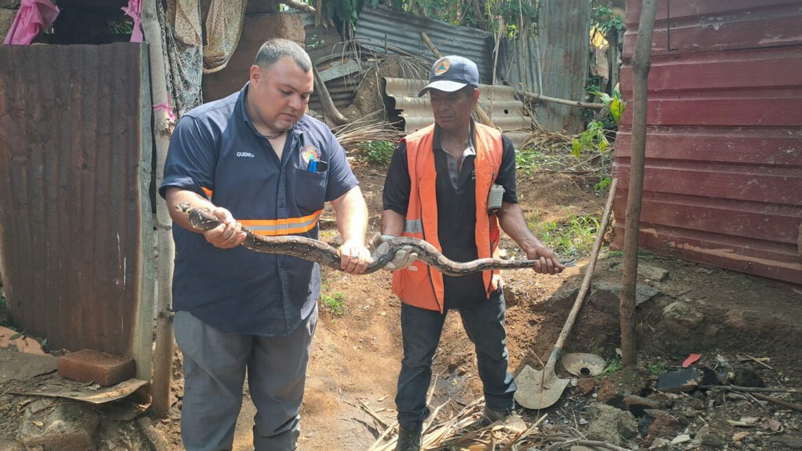 Retiran serpiente que ingresó a vivienda de una comunidad de San Salvador Centro