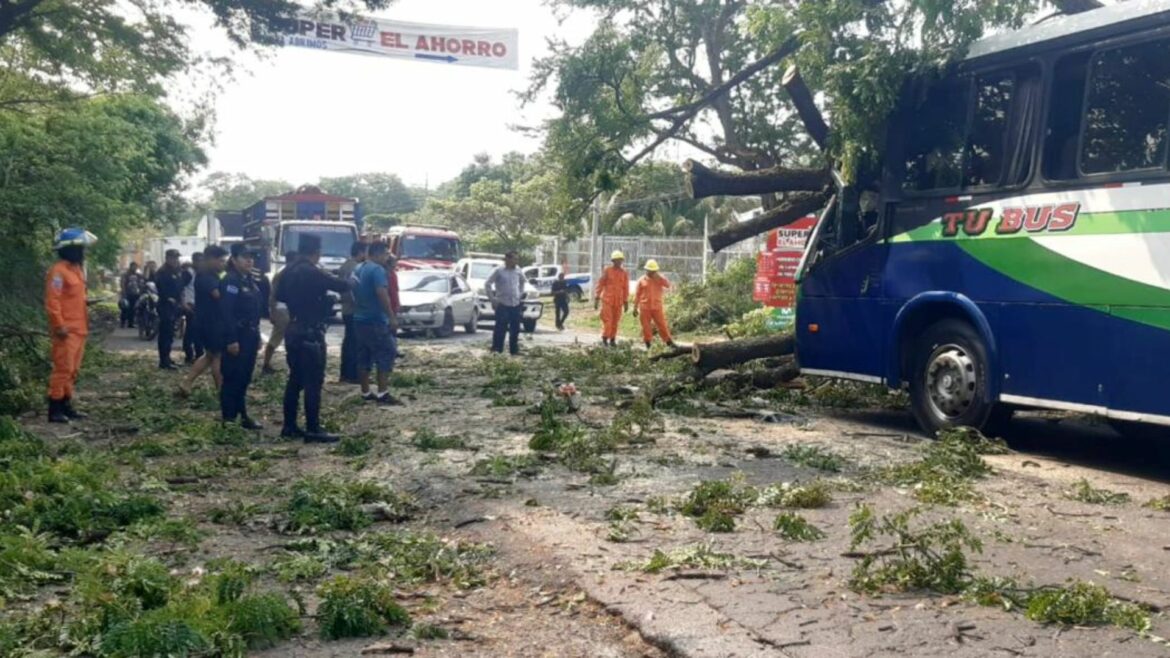 Conductor de autobús resulta lesionado luego que cayera un árbol
