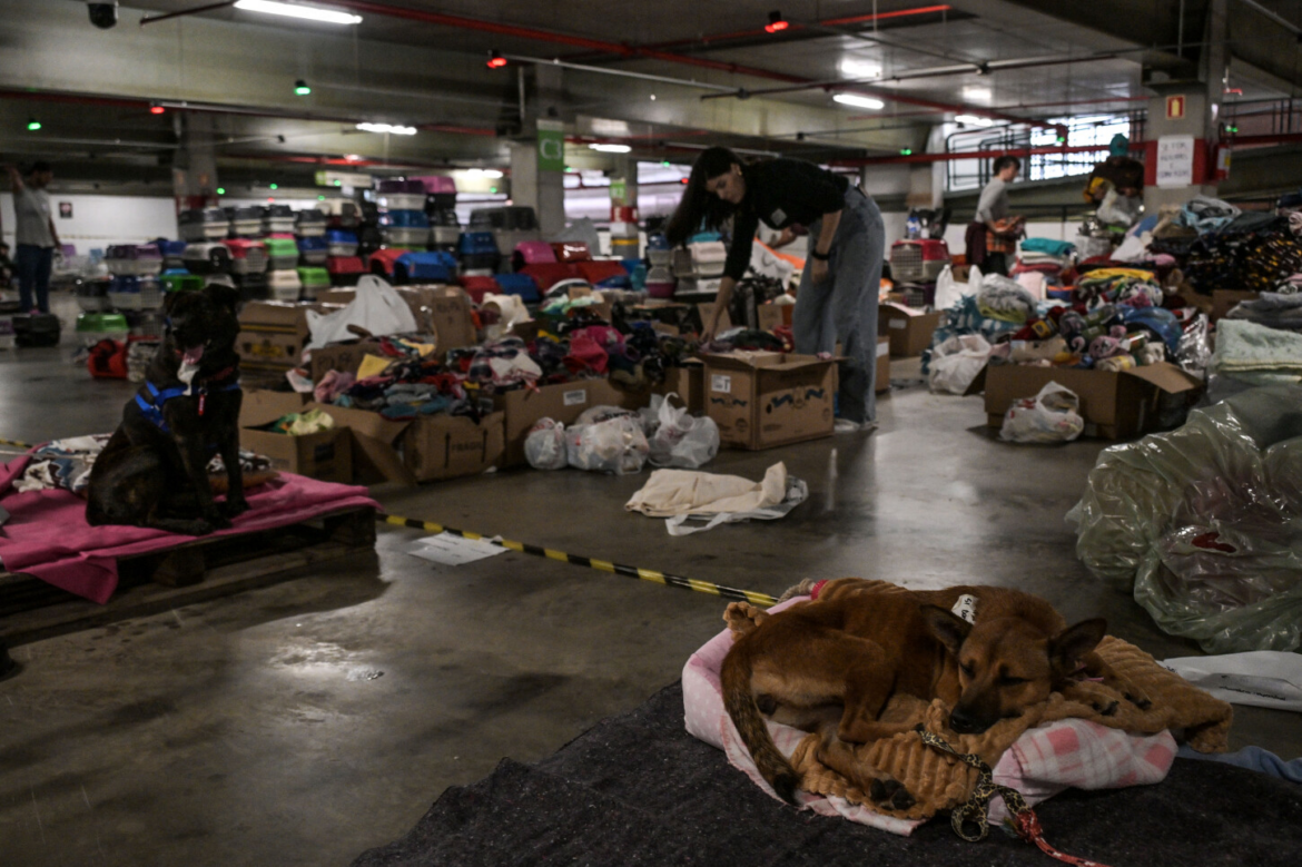 En el devastado sur de Brasil, la lucha por salvar a animales atrapados por la crecida