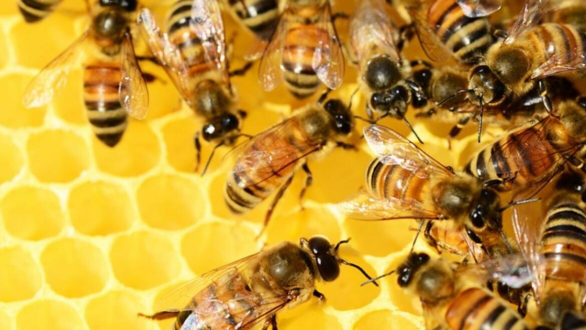 Hoy se celebra el Dia Mundial de las Abejas ¿Por qué son importantes para el planeta?
