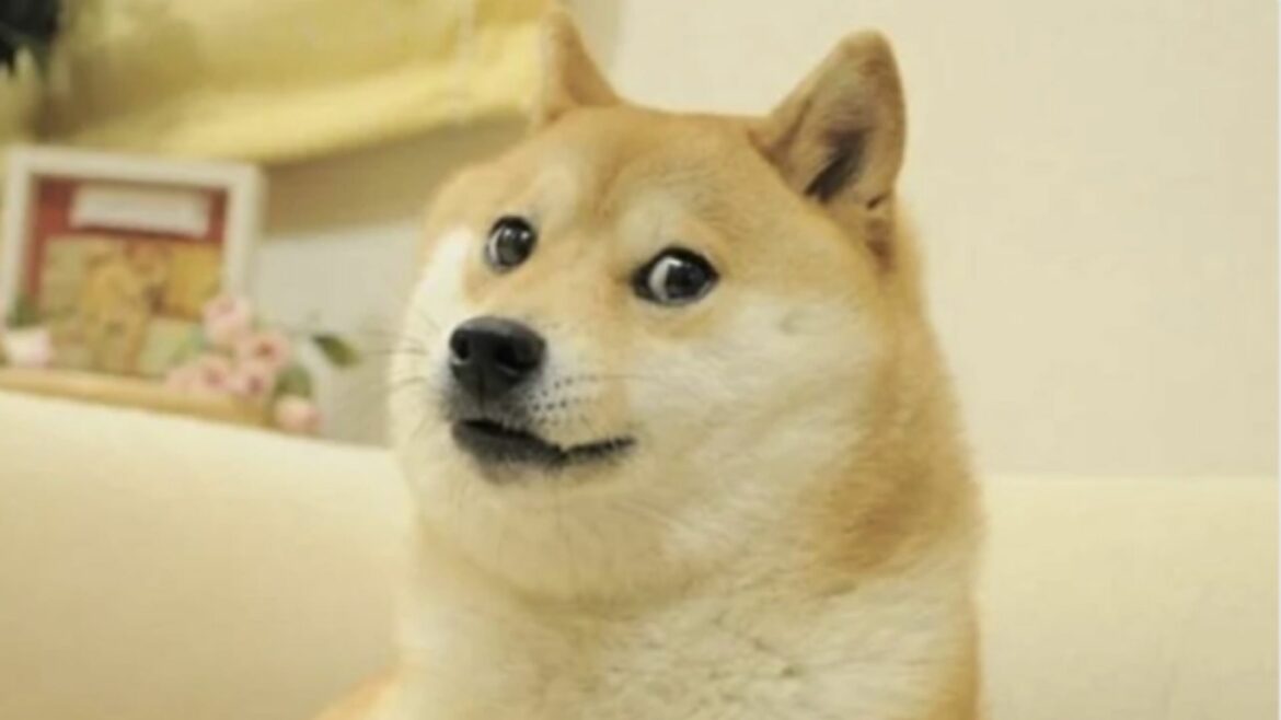 Muere Kabosu, la perrita japonesa de los memes virales