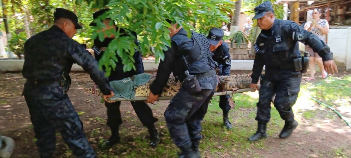 Rescatan a cocodrilo que servía de atracción para visitantes de una vivienda del barrio El Calvario de Nueva Guadalupe, San Miguel