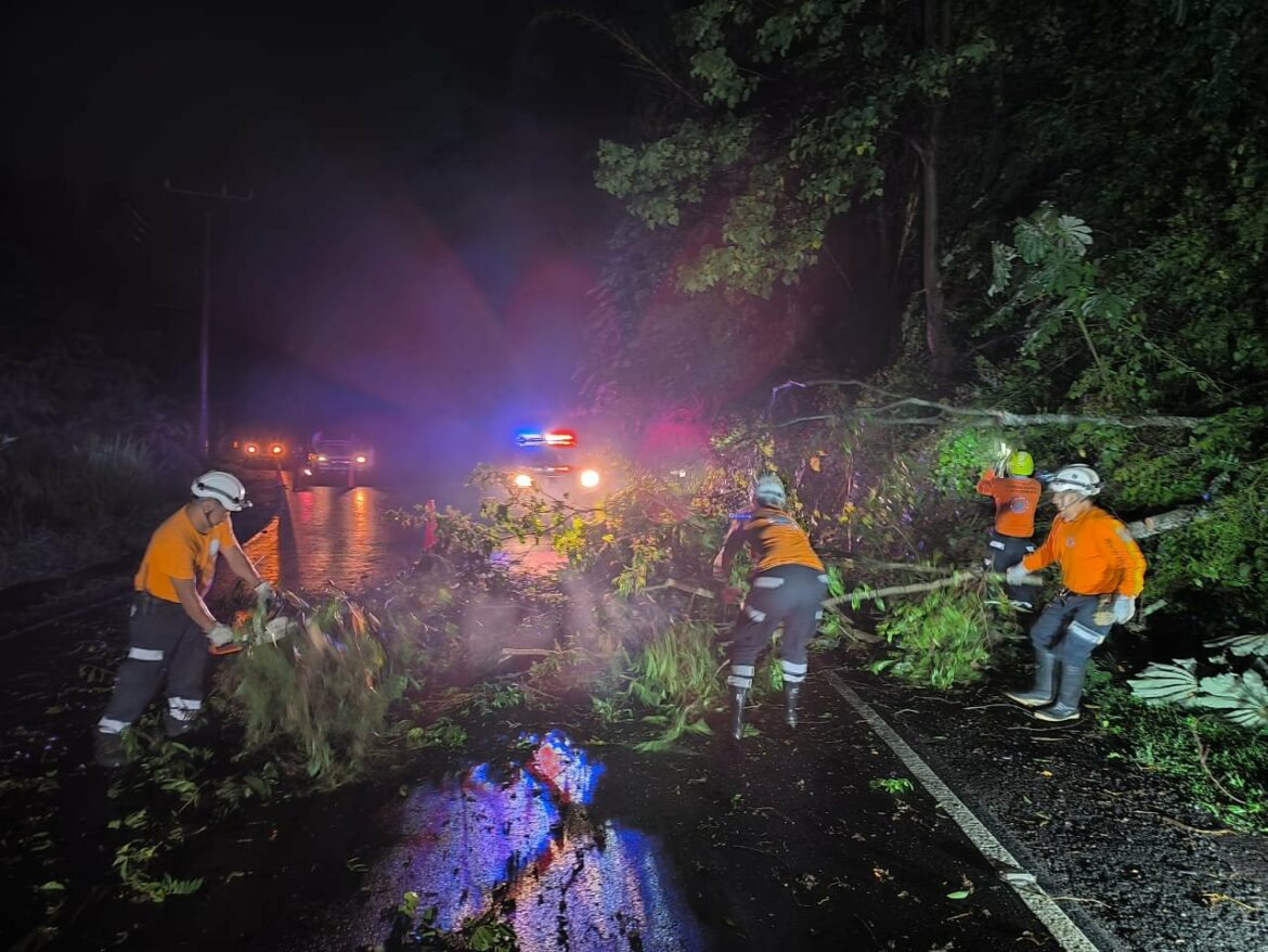 Protección Civil realizó obras de remoción de árbol caído al occidente del país