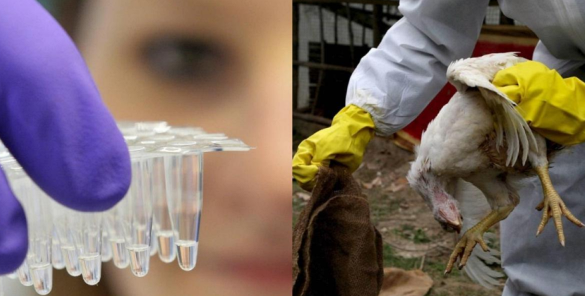La OMS confirma el primer caso de gripe aviar humano en Australia