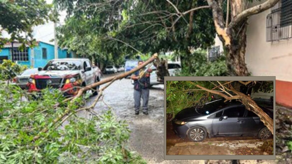 Realizan remoción de árbol caído en Santa Ana Norte