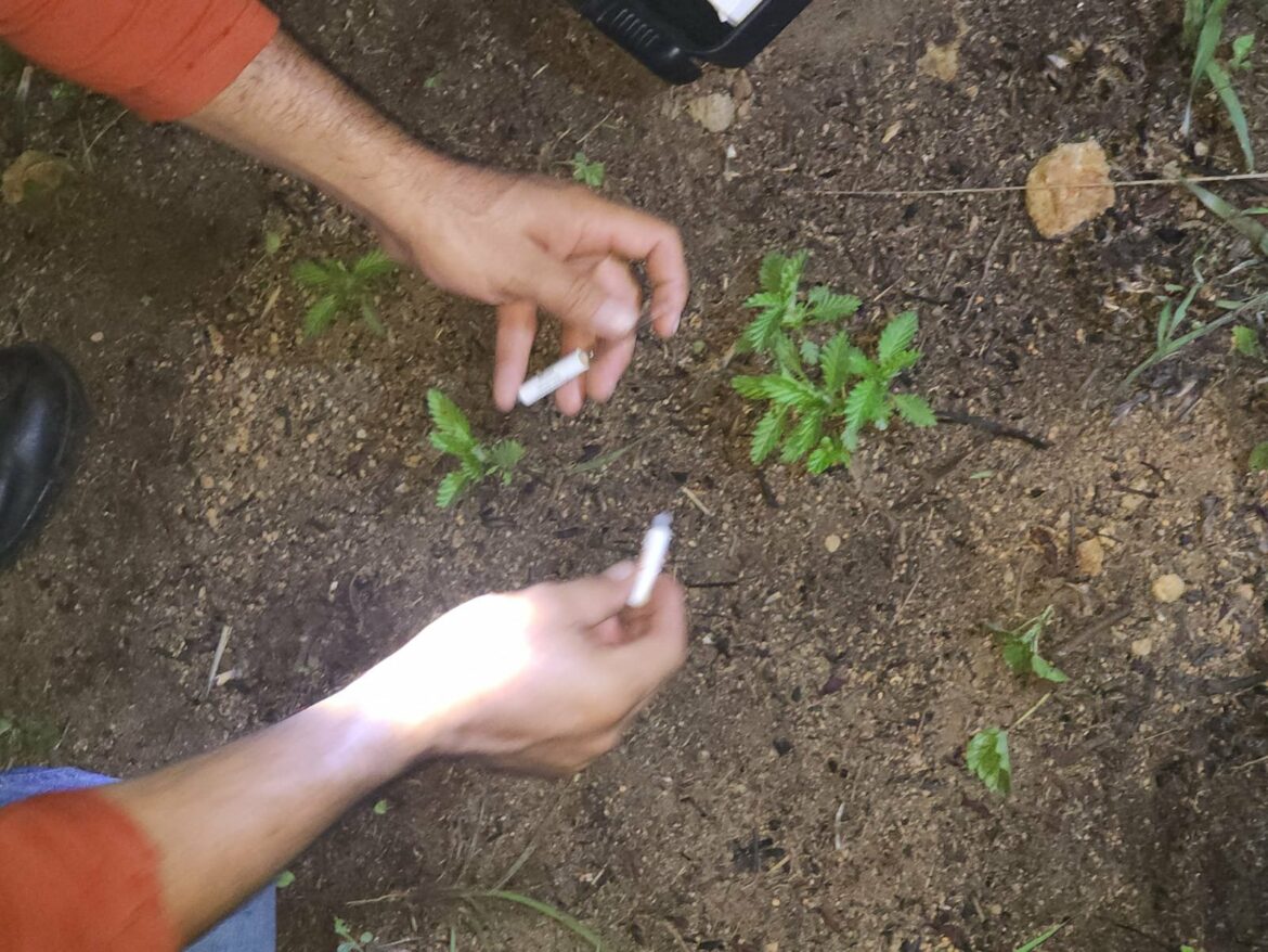 Soldados encuentran plantación de marihuana en Metapán