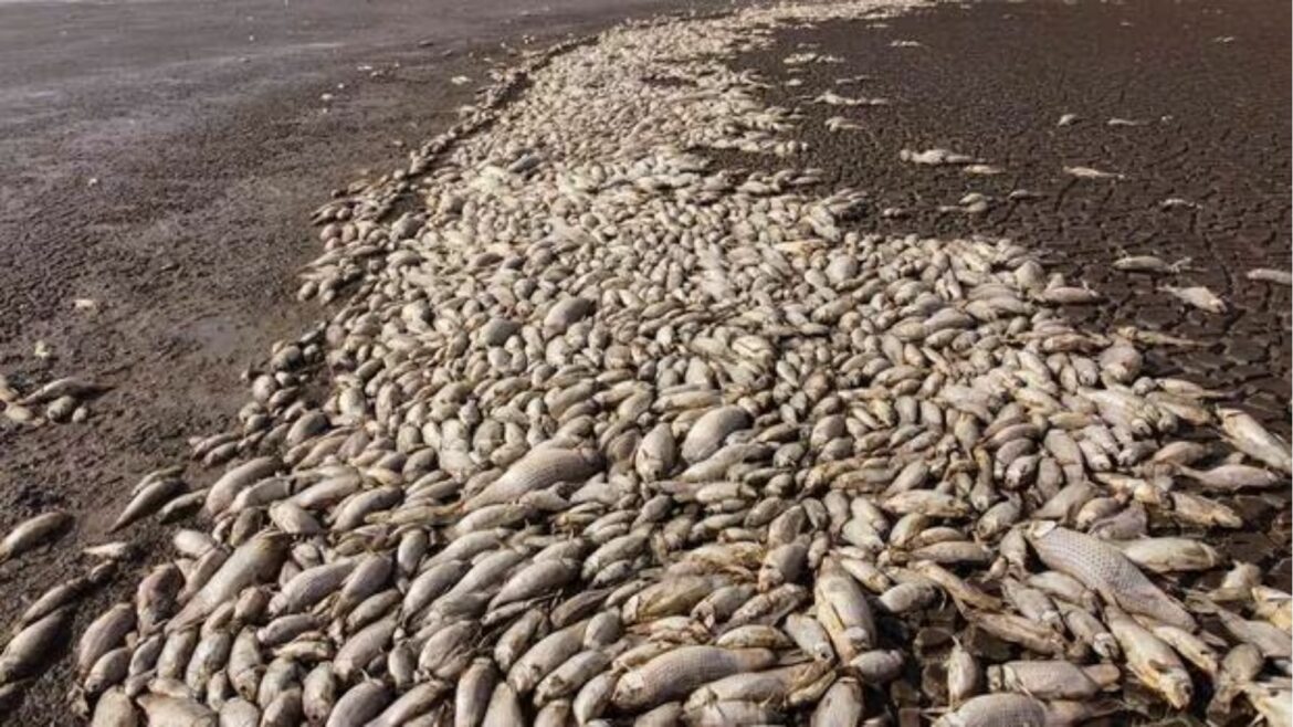 Mueren miles de peces en laguna afectada por sequía en norte de México