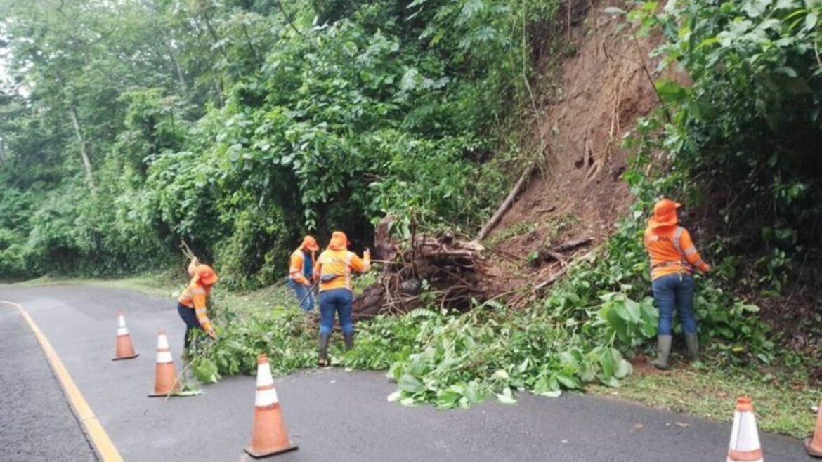 FOVIAL atiende árbol caído en Usulután