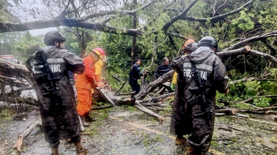 Árboles caídos, derrumbes y desbordamiento de quebrada se reportan al oriente del país por lluvias