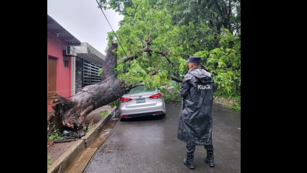 Un árbol cae sobre tendido eléctrico afectando un vehículo