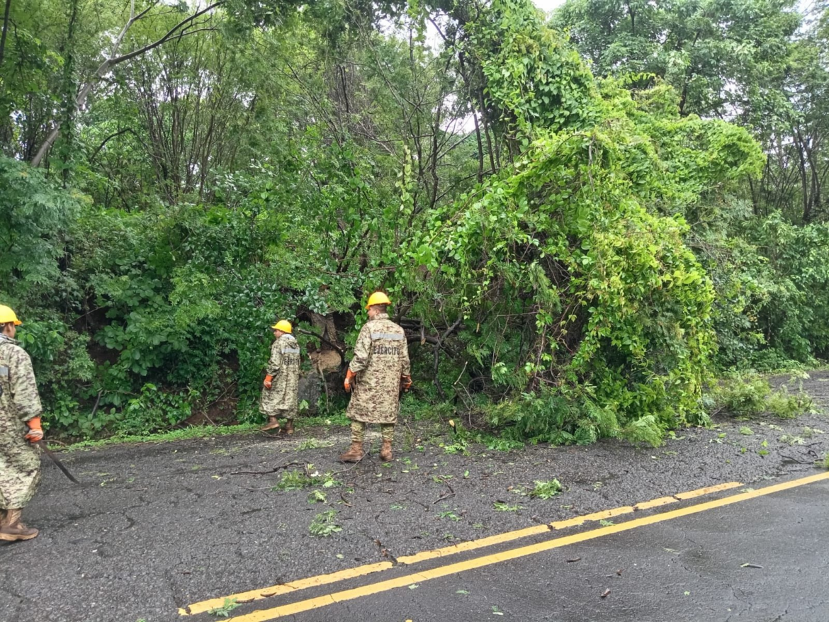 Realizan labores de remoción de árbol caído en La Unión Sur