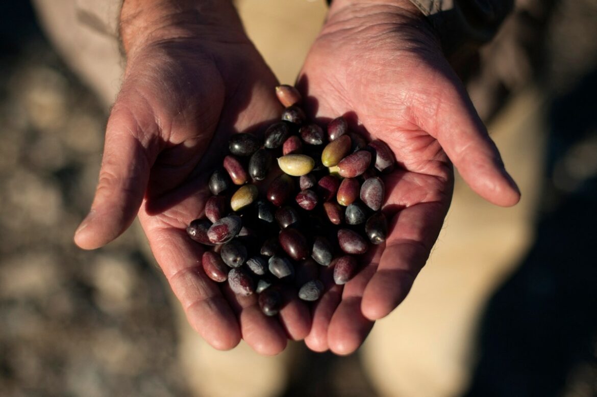 El sector del aceite de oliva busca soluciones frente al cambio climático