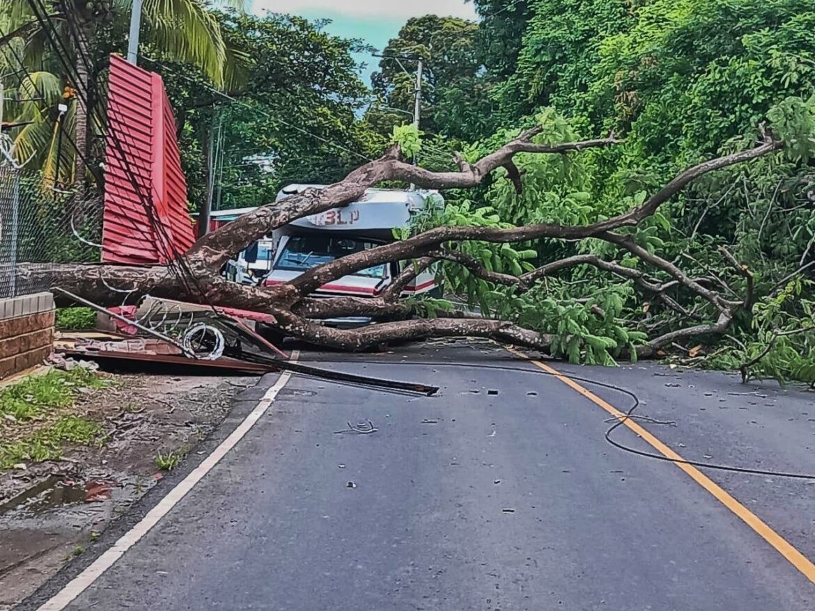 Árbol cayó sobre un microbús en carretera a San Vicente