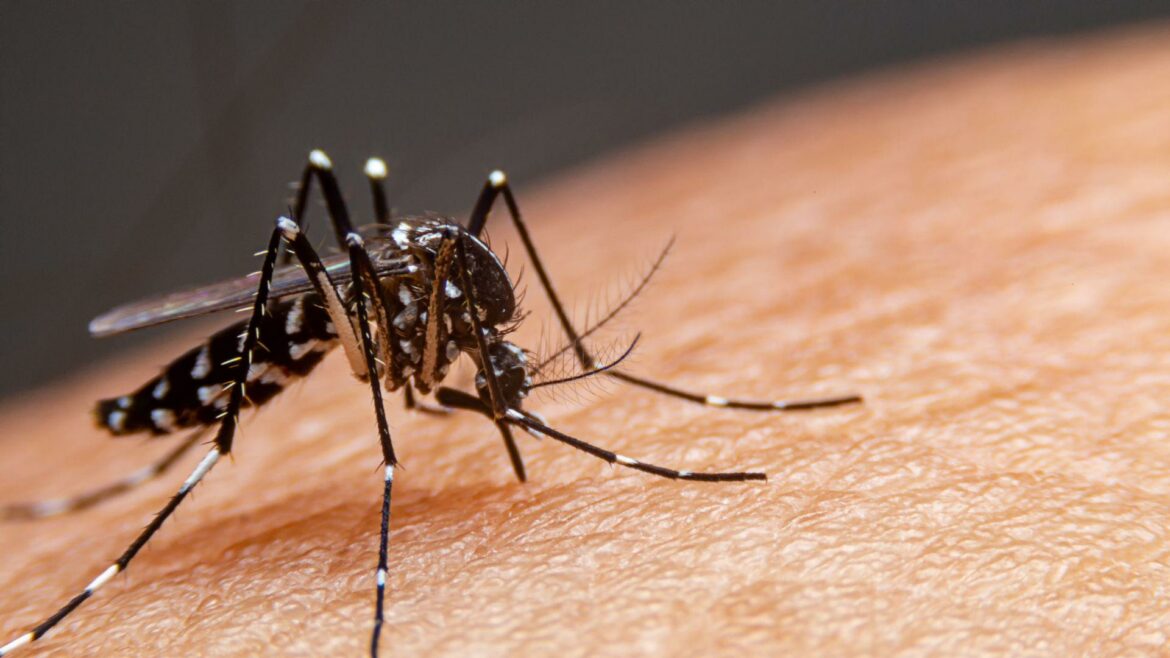 Ministerio de Salud decreta alerta epidemiológica ante el fallecimiento de niños a causa del dengue