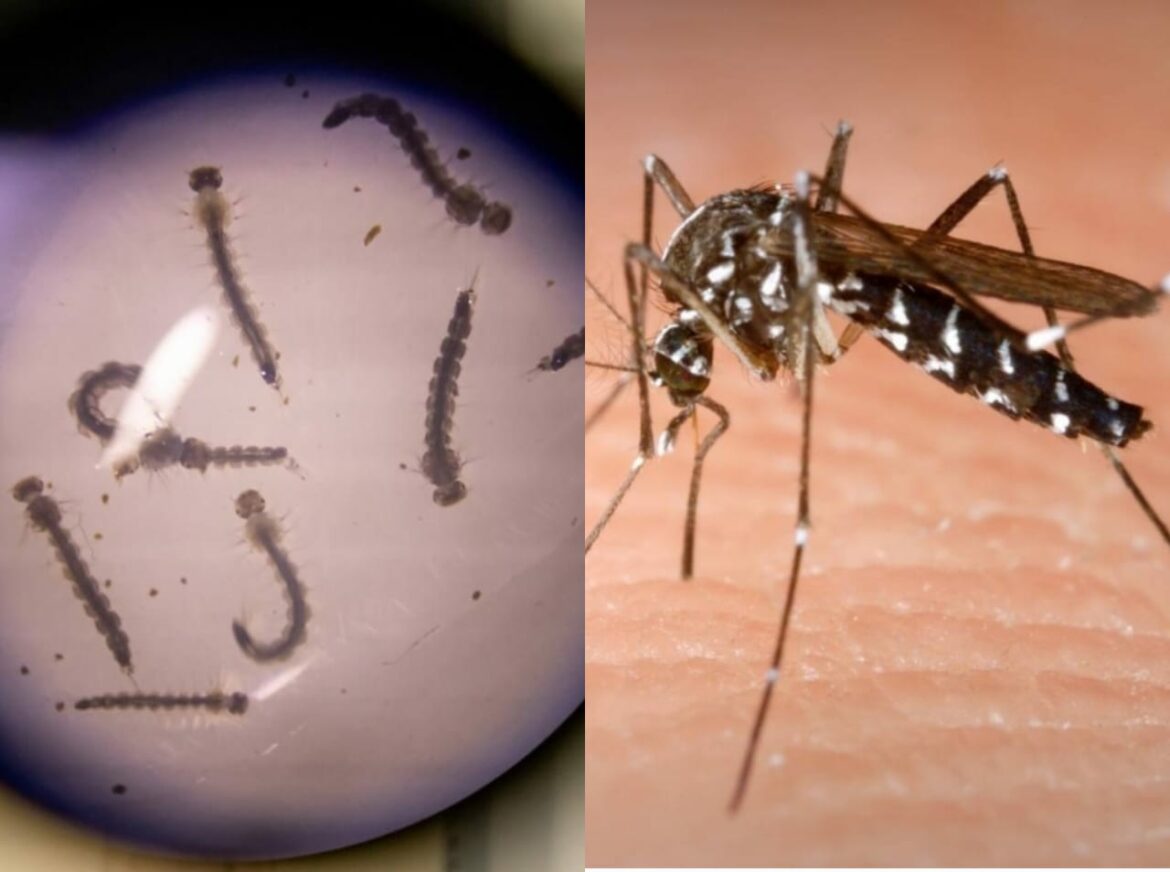 Conoce los síntomas del dengue y cómo eliminar los criaderos de zancudos