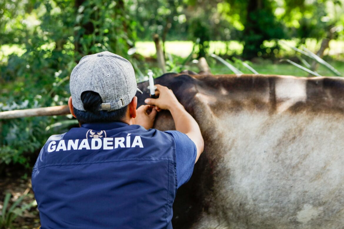 Más de 100 reses reciben vitaminas y desparasitante al día, reporta Agricultura