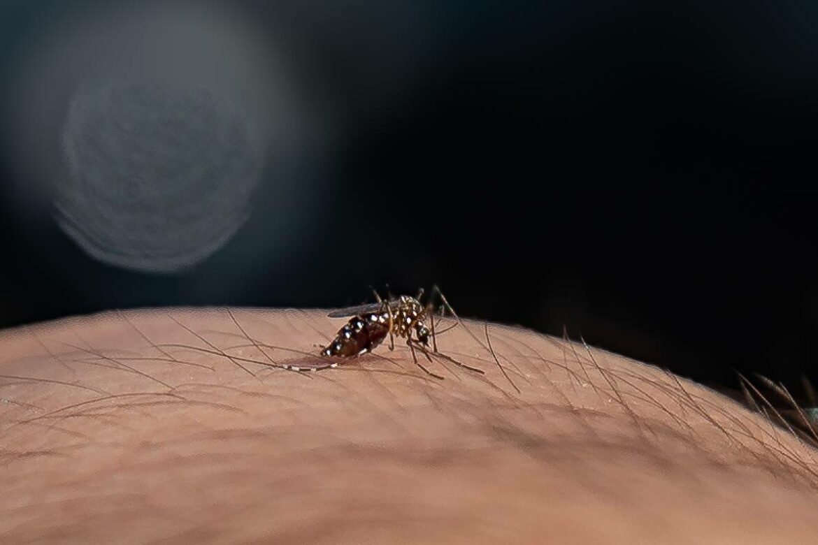 Salud registra un promedio de 25 a 50 casos confirmados de dengue al día