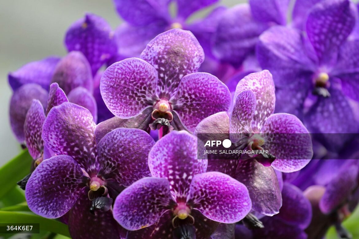 Colombiano clona orquídeas al borde de la extinción
