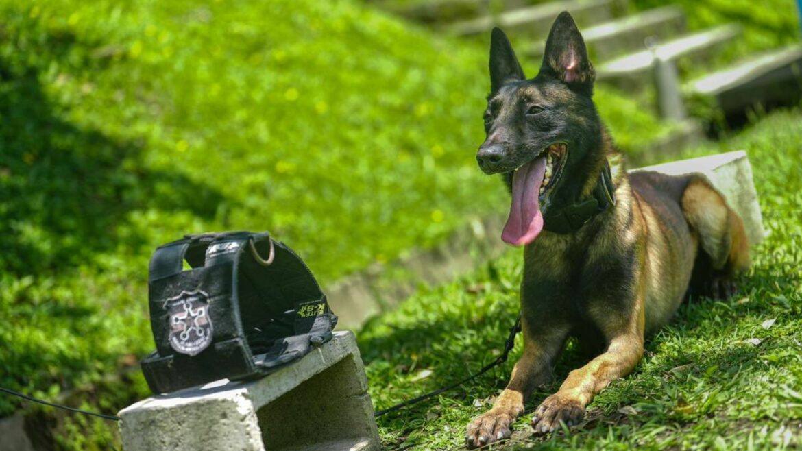 En el «Día del Perro», ministro Villatoro reconoce labor de agentes caninos en la lucha contra el narcotráfico
