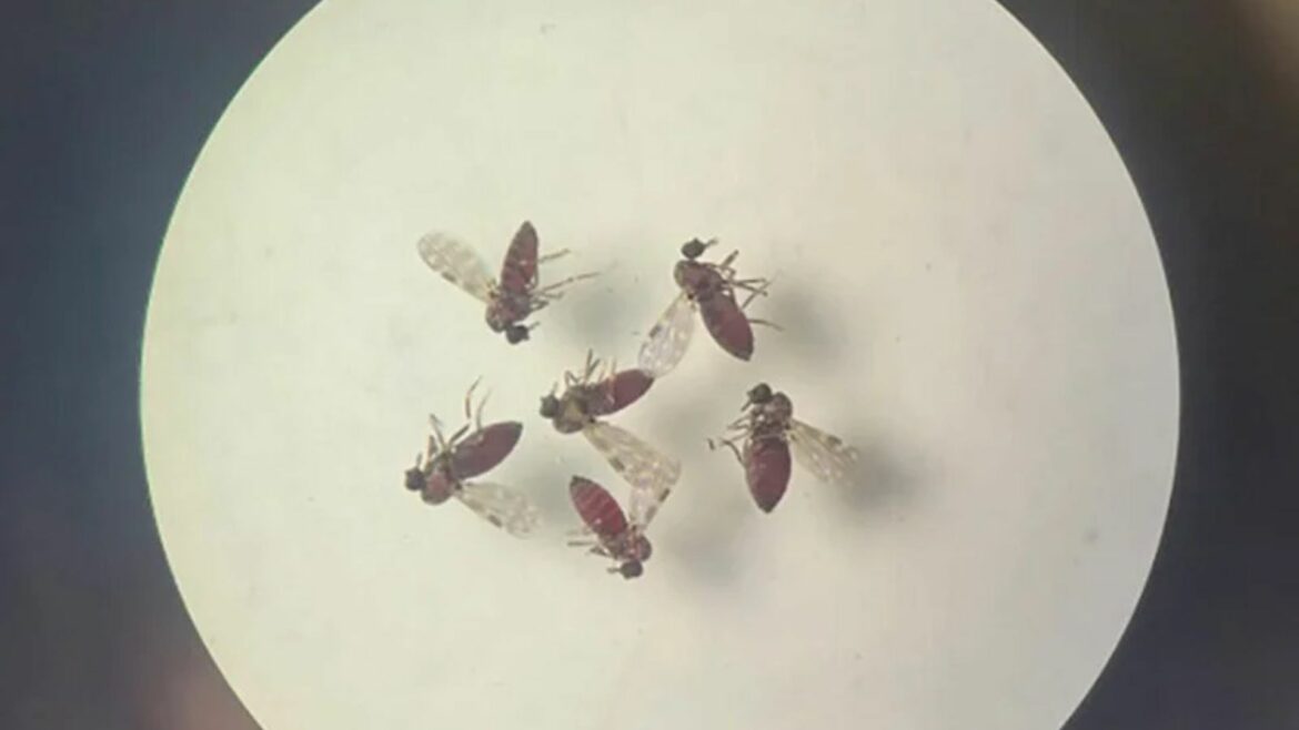 OMS emite alerta por virus ‘Oropouche’, transmitido por mosquito del dengue