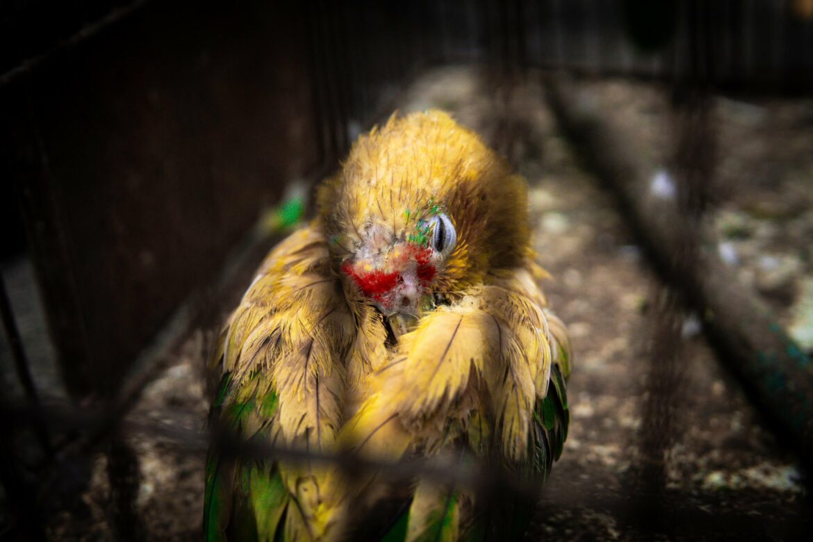 Ave incautada en estado delicado debido a la decoloración de sus plumas para hacerla pasar por otra especie