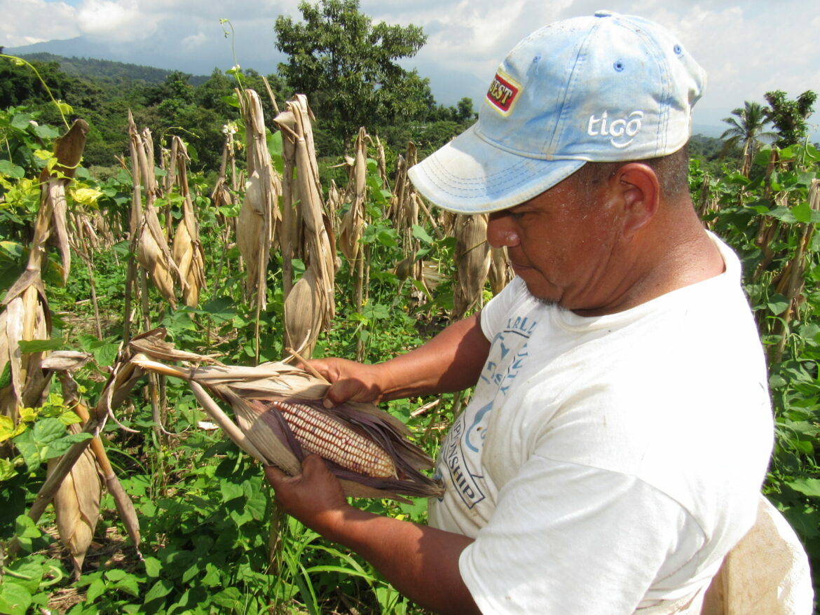 En 10 años E.S. sería un país «robusto» en producción agrícola para tener soberanía alimentaria, asegura sociólogo