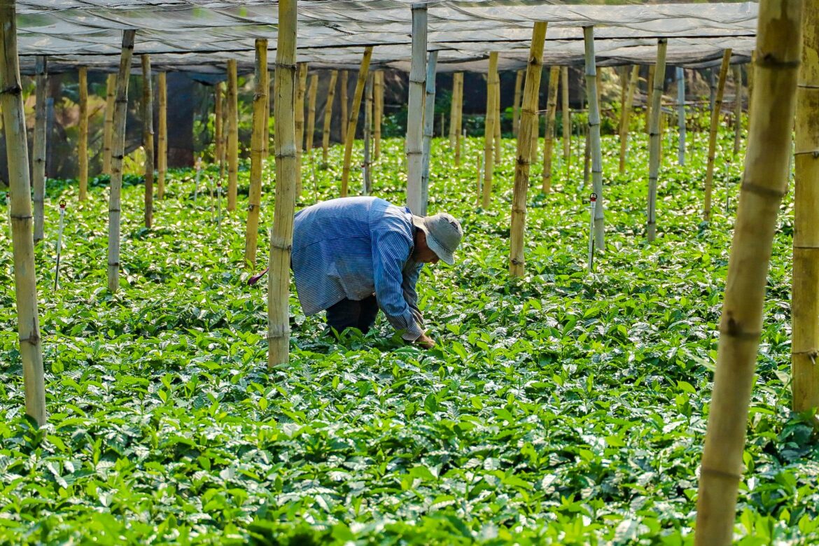 Instan al GOES a promover 10 mil productores agrícolas en busca de la soberanía alimentaria
