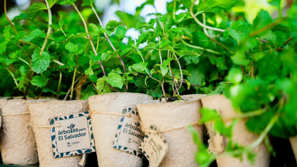 Plantarán un millón de árboles en el país bajo iniciativa del MARN: «Árboles para El Salvador»