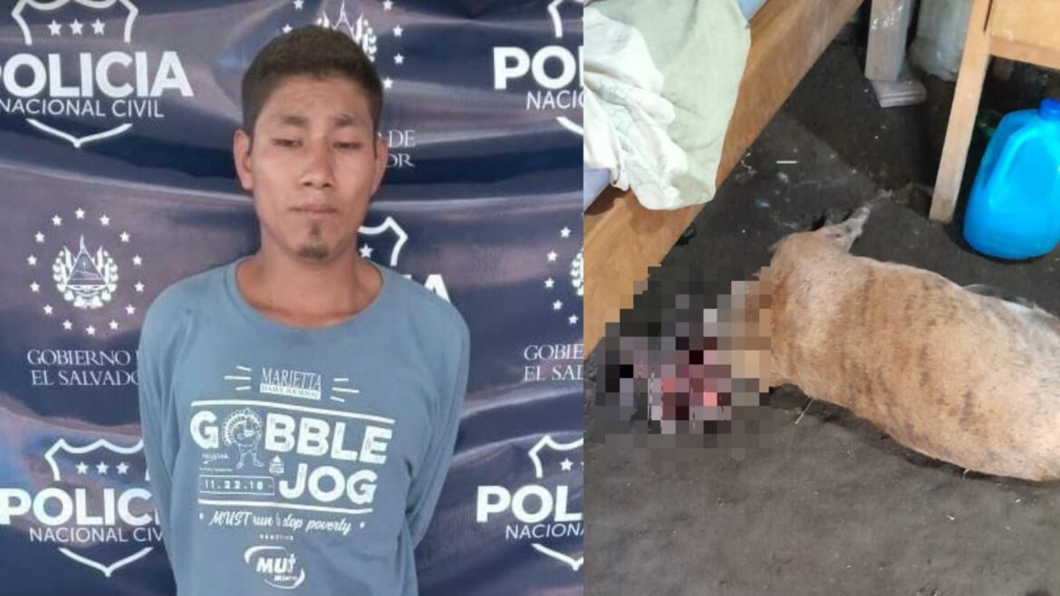 Hombre irá a prisión tras quitarle la vida a un perro «con lujo de barbarie», afirmó el ministro Villatoro