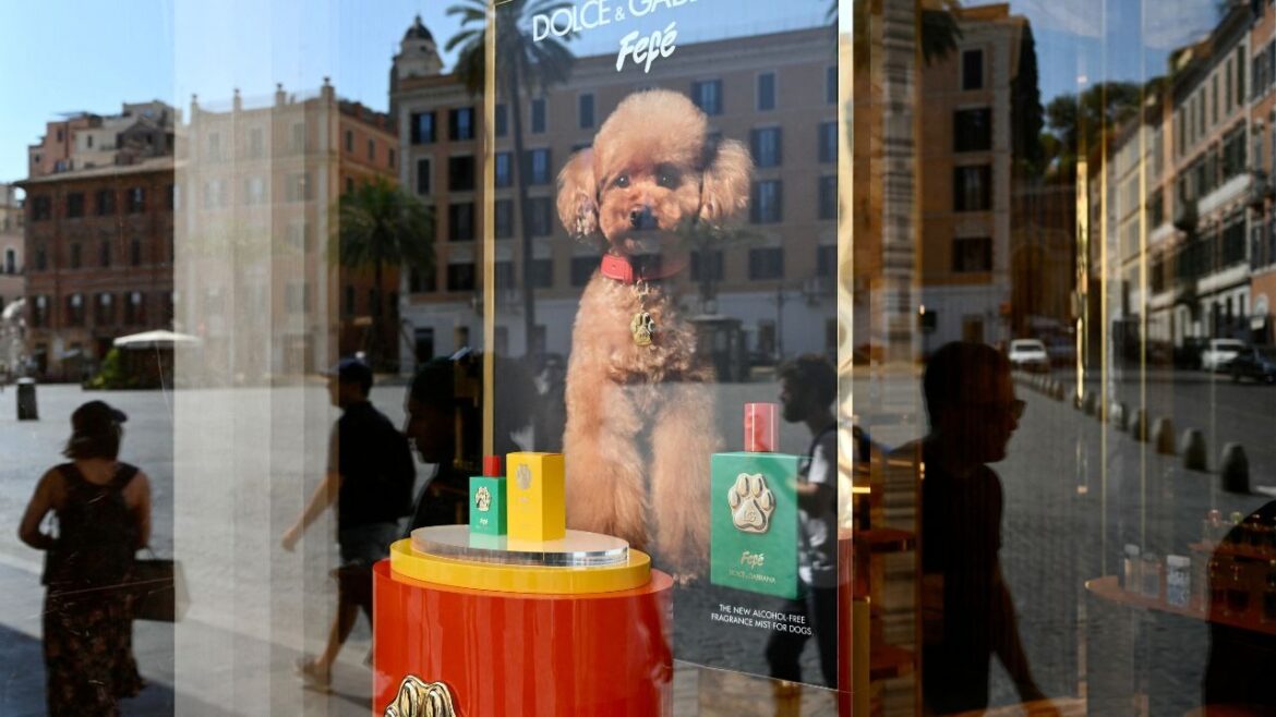 Dolce&Gabbana lanza un perfume para perros a más de 100 dólares